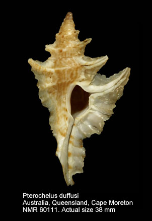 Pterochelus duffusi.jpg - Pterochelus duffusiIredale,1936